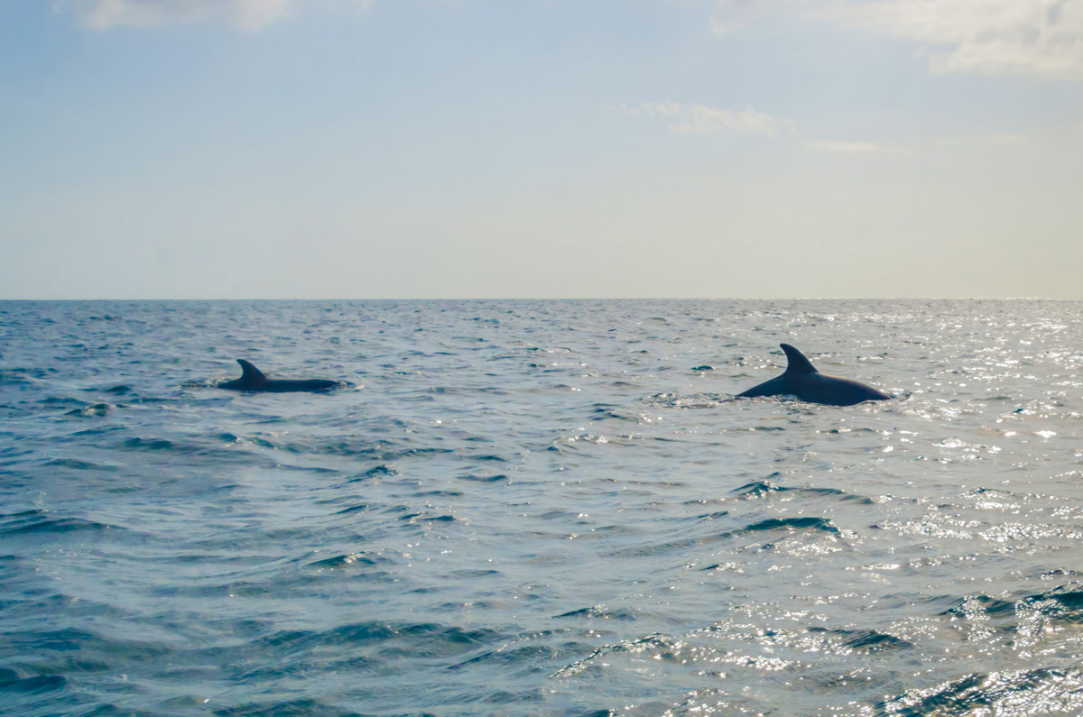 Africká euforie: od strachu k radosti  a delfínům!